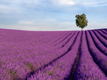 Purple fields