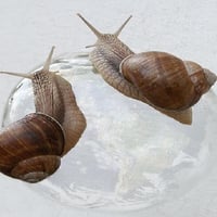 Two snails