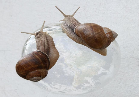 Two snails - funny, cute, animals, snails, humorous, globe, shell, nice, funny animals