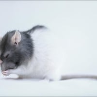 Cute mouse