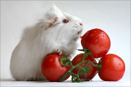 My favorite - guinea pig, shell, red fruits, funny, humorous, cute, nice, funny animals, fruits, animals