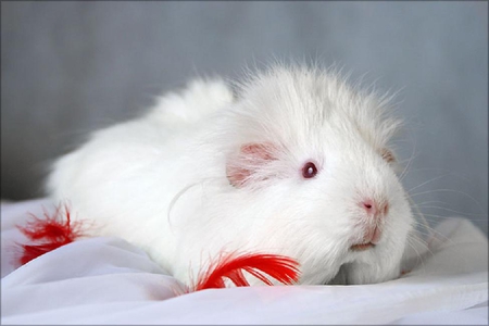 Cute fellow - shell, humorous, funny, cute, nice, guinea pig, funny animals, animals