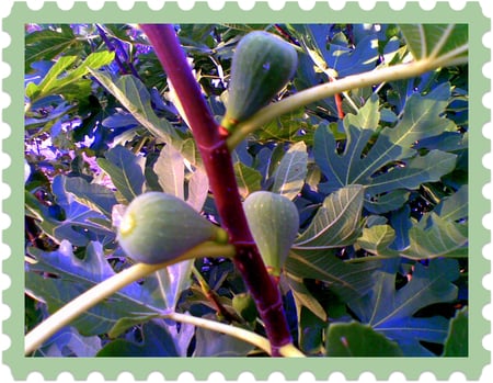 I love figs! - fruit, fig, stamp, green