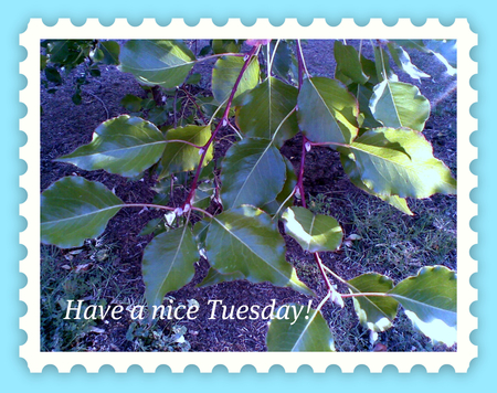 Have a nice Tuesday! - green, stamp, message, blue