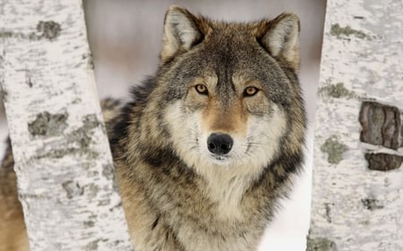 Lone Wolf - animal, nature, dogs, wolf, snow, tree