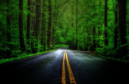 Country Cruising - path, bend, trees, beautiful, green, road, dark