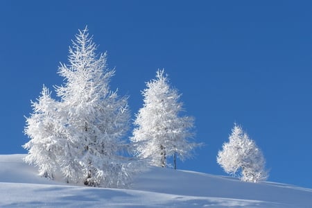 covered in white - nature, sky, trees, photography, snow, winter