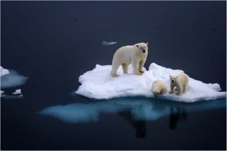 Which way to go... - ice, cubs, polar bear, water, white fur