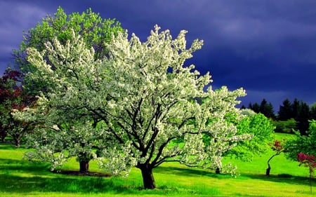 SPRING TREE - tree, field, blue sky, spring