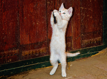 Sweet white Kitty - cats, white, sweet, animals