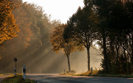 sun rays - beauty, photography, trees, nature, sun, sunshine