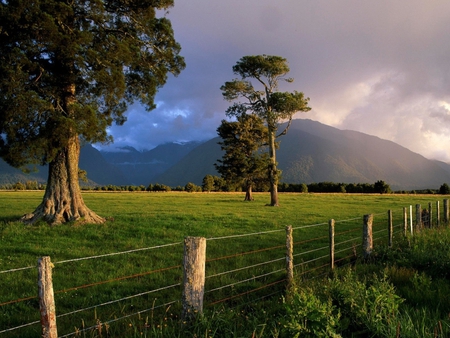 OLD TREE - nature, fence, tree, forest