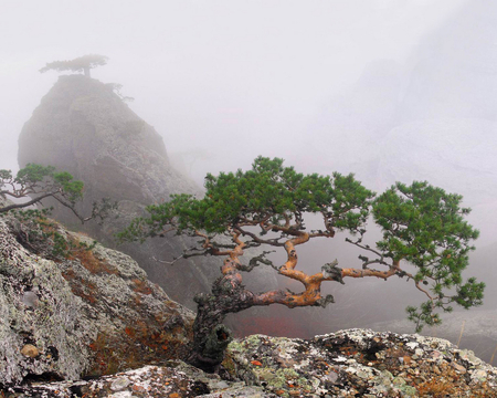 LONELY TREE - nature, mountains, tree, clouds