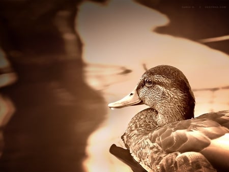 quiet time - duck, animal, water, nature, photography, sepia, feathers