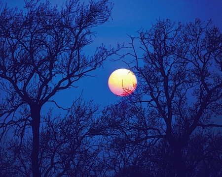 THE MOON - moon, nature, sky, trees