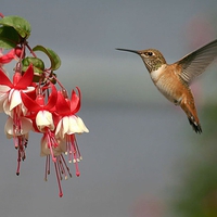 Beautiful bird