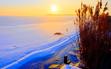 FROZEN SEA@ SUNRISE - frozen, winter, plants, sea, sunrise, wave, shine