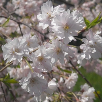 spring flowers