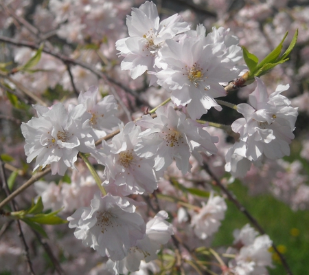 spring flowers - flowers, spring, white, summer