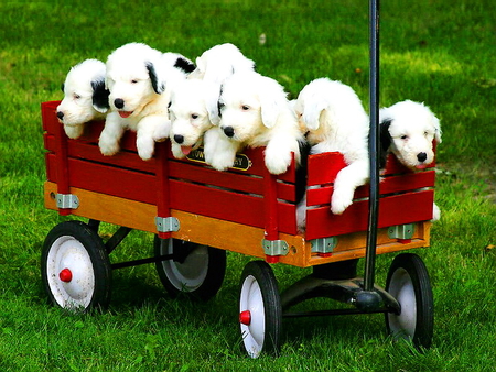 Spring walk - dogs, cute, team, spring, adorable, puppies, walk, sweet