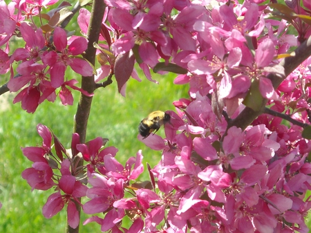 bee visits a flower - flowers, bee, spring, nature