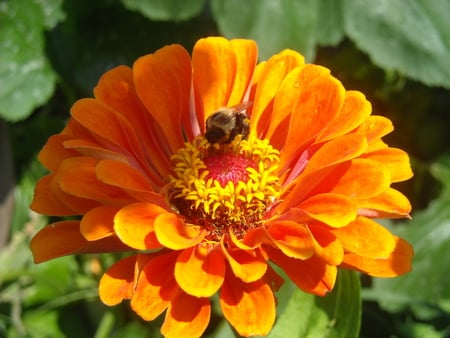 bee visits a flower - nature, bee, bug, spring, flower