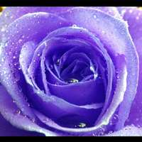 A purple rose