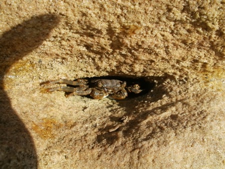 Crab rock, Shelly Beach, KZN, South Africa - rock, beach, shelly beach, crab