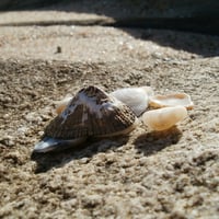 South Africa, Shells on Shelly Beach