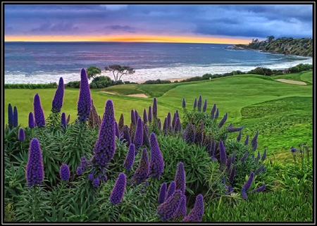 Nice Purple Flowers - flowers, sky, purple, ocean