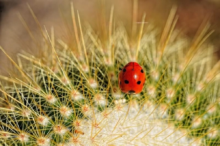 Ladybug on Cactus