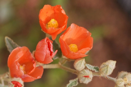 Gary Globemallow - stems, flower, red, buds