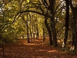 Path of Leaves