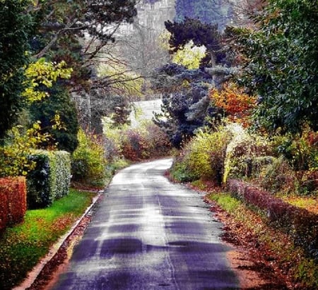 Road to the Castle - hedges, trees, road, autumn