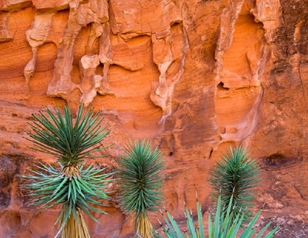 Canyon Rock - rock, flower, weed, canyon