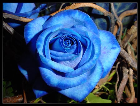 The perfect blue rose