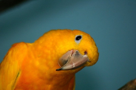 Curiouser and Curiouser - bird, yellow, parrot, beak