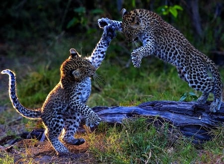 Mum he's picking on me again - pair, cubs, fight, two, leopards, log, spots, playing