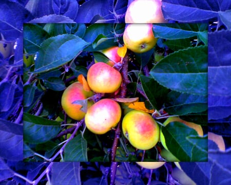 An apple a day - framed, apples, pink, blue