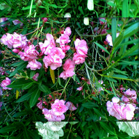 Pink flowers