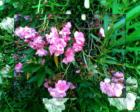 Pink flowers - green, flower, pink, mirror