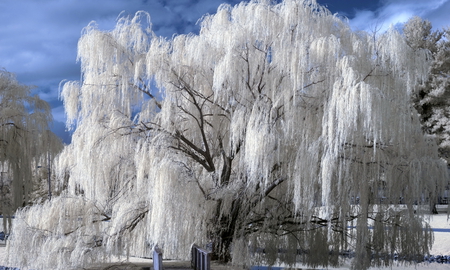 weeping winter - white, beauty, nature, photography, snow, winter, tree