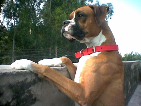 What the hells that? - boxer, dog, looking, wall