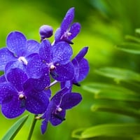 Beautiful Orchids HD