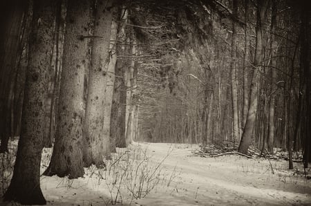 Winter forest - white, nature, trees, forest, snow, winter, black