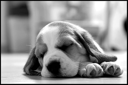 Sweet dream puppy