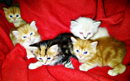 Red Kitten - vitri, jay, mita, resa, nday