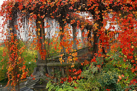 Autumn symphony - beautiful, beauty, colors, fall, symphony, nature, autumn, red, green, garden, background