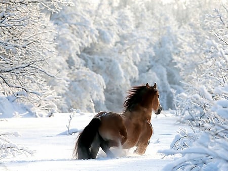 Horse in Winter - white, picture, trees, cool, horse, snow, winter, bushes