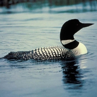 Loon-Bird